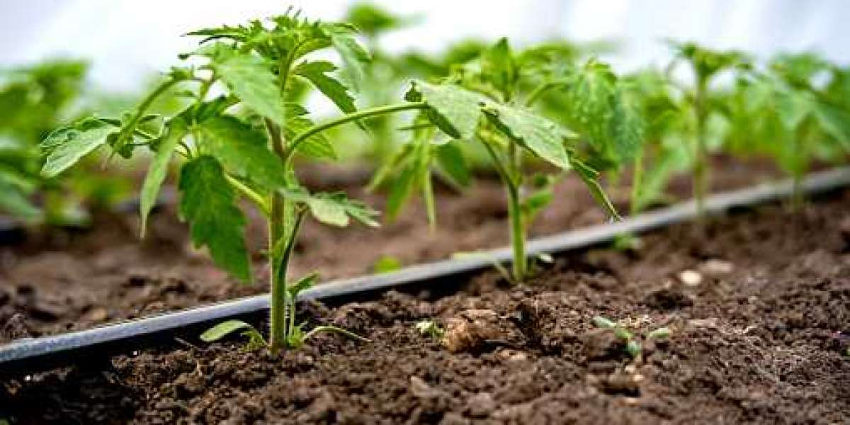 Drip Irrigation Market Report by Application, Regional Revenue, Competitor, and Forecast 2030