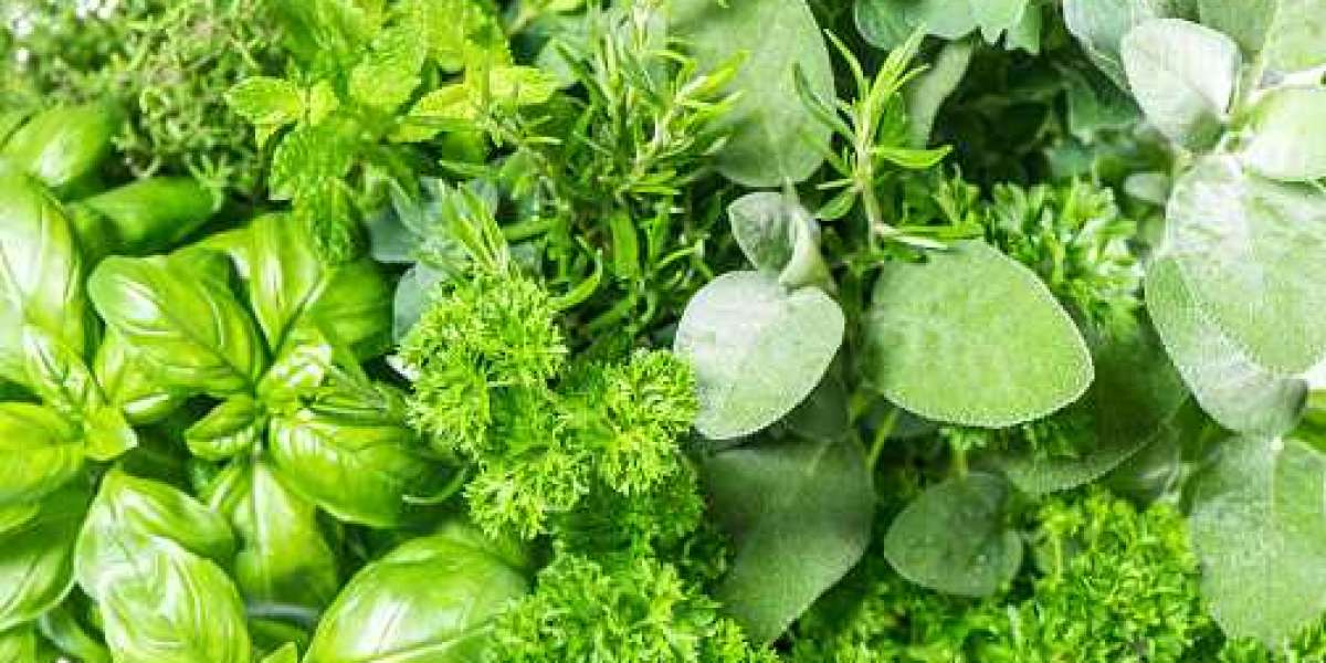 Fresh Herbs Market Overview with Application, Drivers, Regional Revenue, and Forecast 2030
